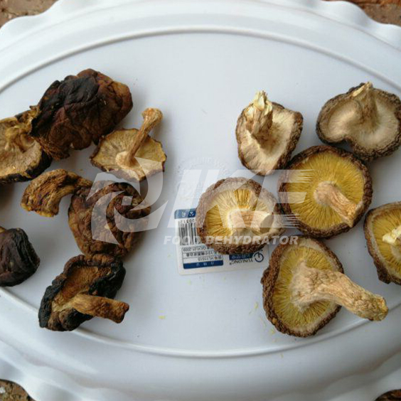 Mushroom Dehydrator, Mushroom Preservation