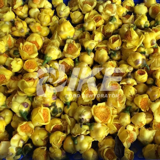 IKE-Golden Camellia Drying Machine, Hay Drying Machine, Flower Freeze Drying Machine