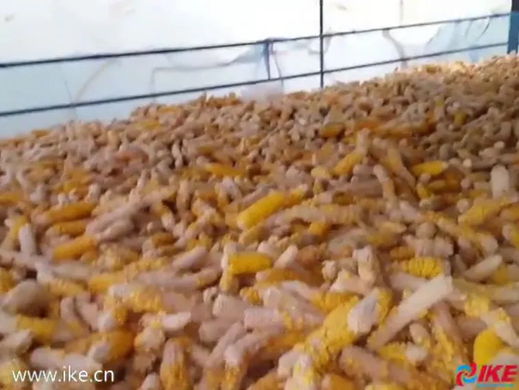 Secado de maíz