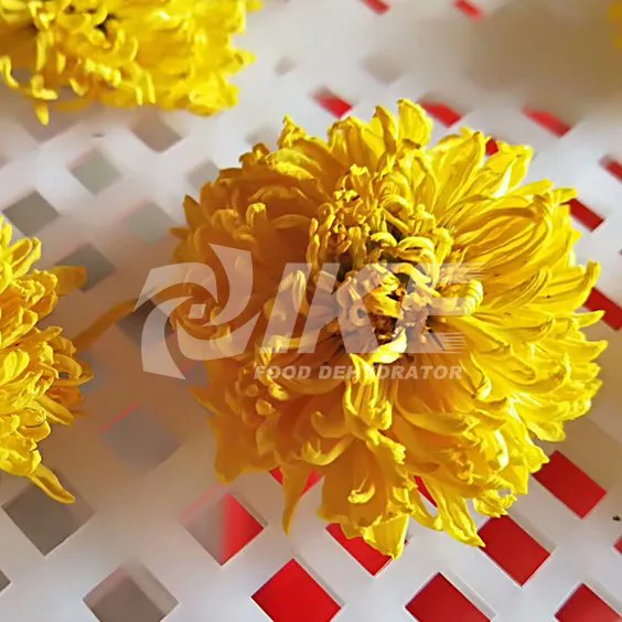 Deshidratador de crisantemo amarillo