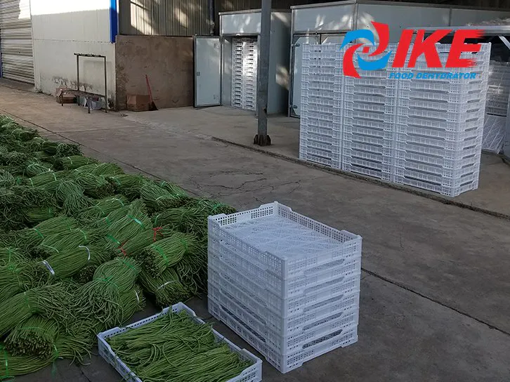 How To Dehydrate Long Beans By IKE WRH-1200A Drying Chamber