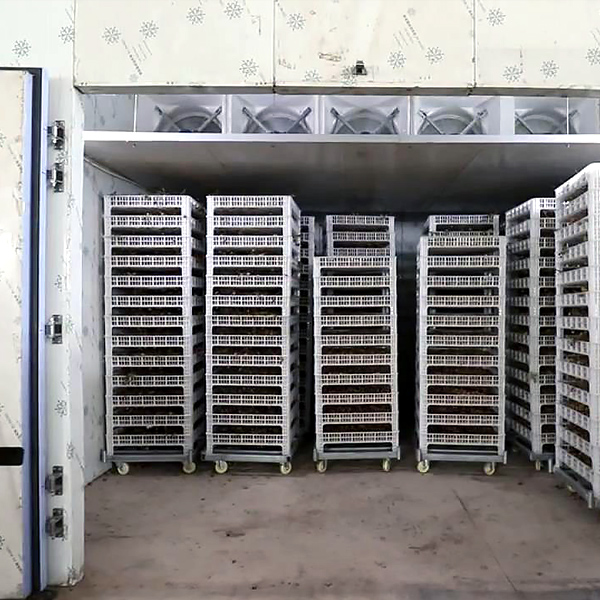 professional drying chamber popular for beef-5