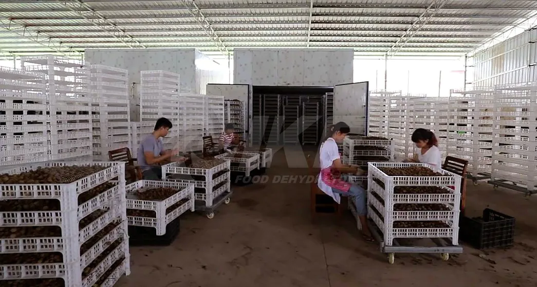 drying temperature dryer IKE Brand professional food dehydrator factory
