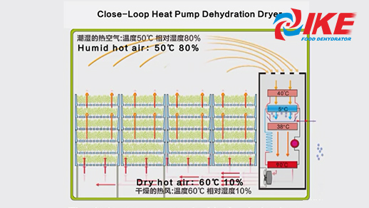 Introducción del deshidratador de bomba de calor IKE