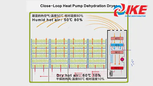 Introducción del deshidratador de bomba de calor IKE