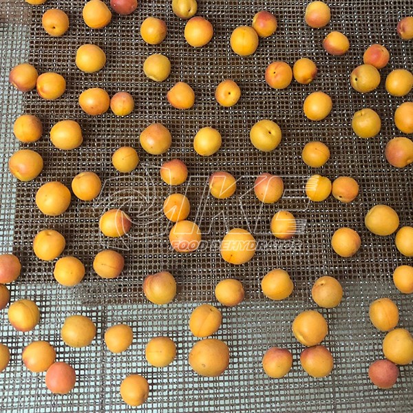 IKE-Apricot Dehydrator