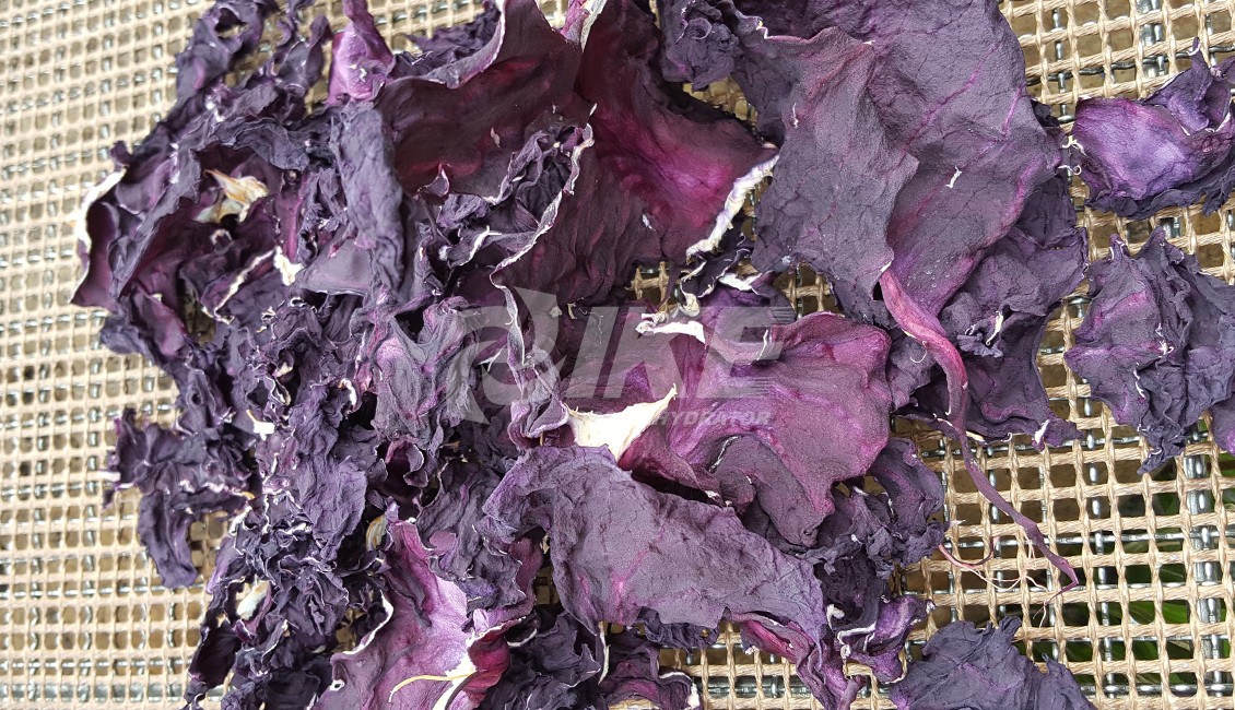 news-Red Cabbage Dehydrator-IKE-img