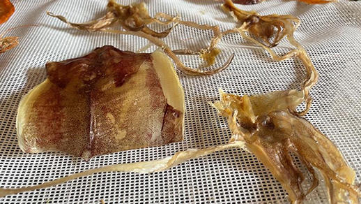 What Is The Effect Of Drying Squid With An IKE Dehydrator?