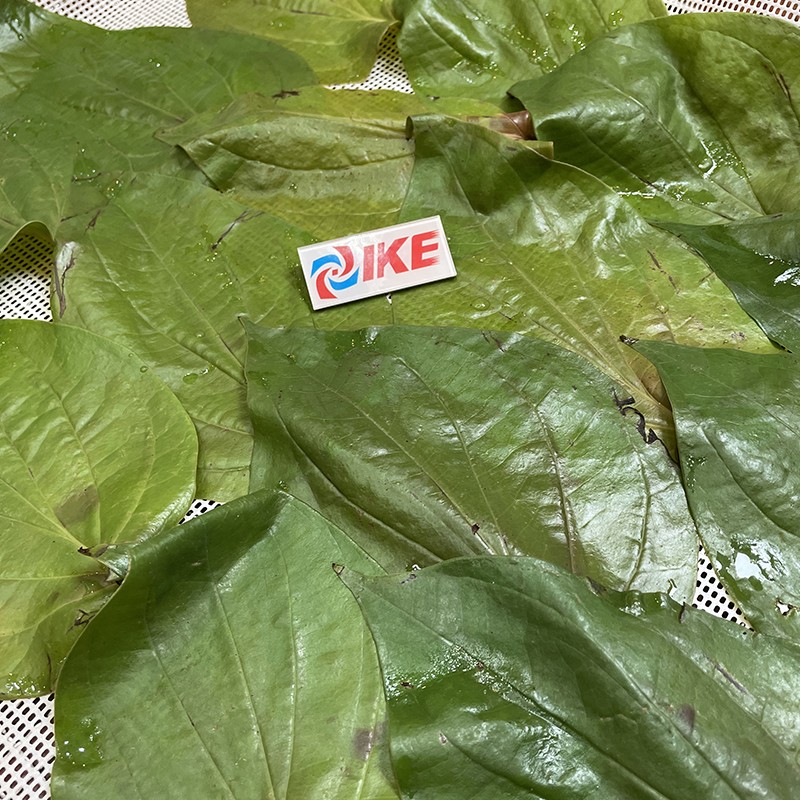 news-Betel Leaf Dehydrator-IKE-img