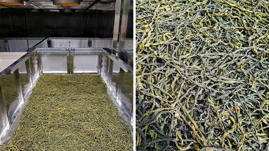 news-Drying Solution for Green Beans by IKE-IKE Food Machinery-img